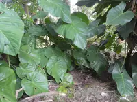 Anthurium faustomirandae (Anthurium faustomirandae) plant