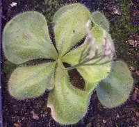 Red Ink Sundew