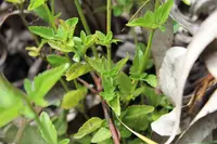 Ageratina gracilis (Ageratina gracilis) plant