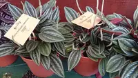 Emerald Ripple Peperomia