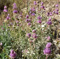 purple sage (Salvia dorrii) plant