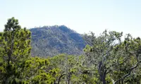 Hispaniolan Pine (Pinus occidentalis) plant