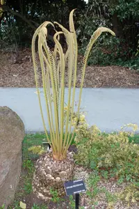 Cycad