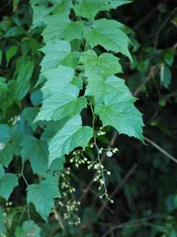 Rubus lambertianus