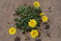 woolly goat chicory (Agoseris apargioides) plant