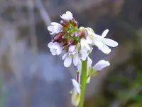 Arabis planisiliqua (Arabis planisiliqua) plant
