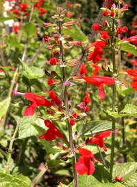 blood sage (Salvia coccinea) plant