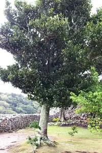 Common Garcinia