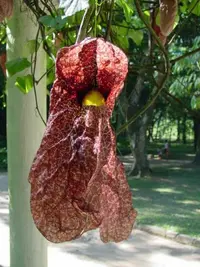 Brazilian Dutchman's Pipe