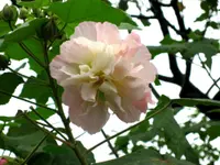 Confederate rose