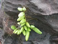 Malayan Urn Vine