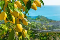 Lemon Tree