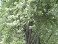 silver maple