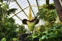 Corpse Flower