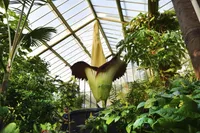 Corpse Flower