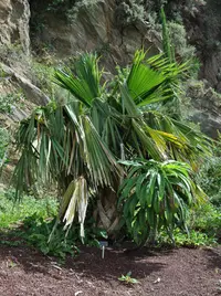 Guadalupe palm