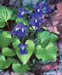 common blue violet (Viola sororia) plant