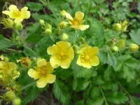 Drymocallis fissa blooms