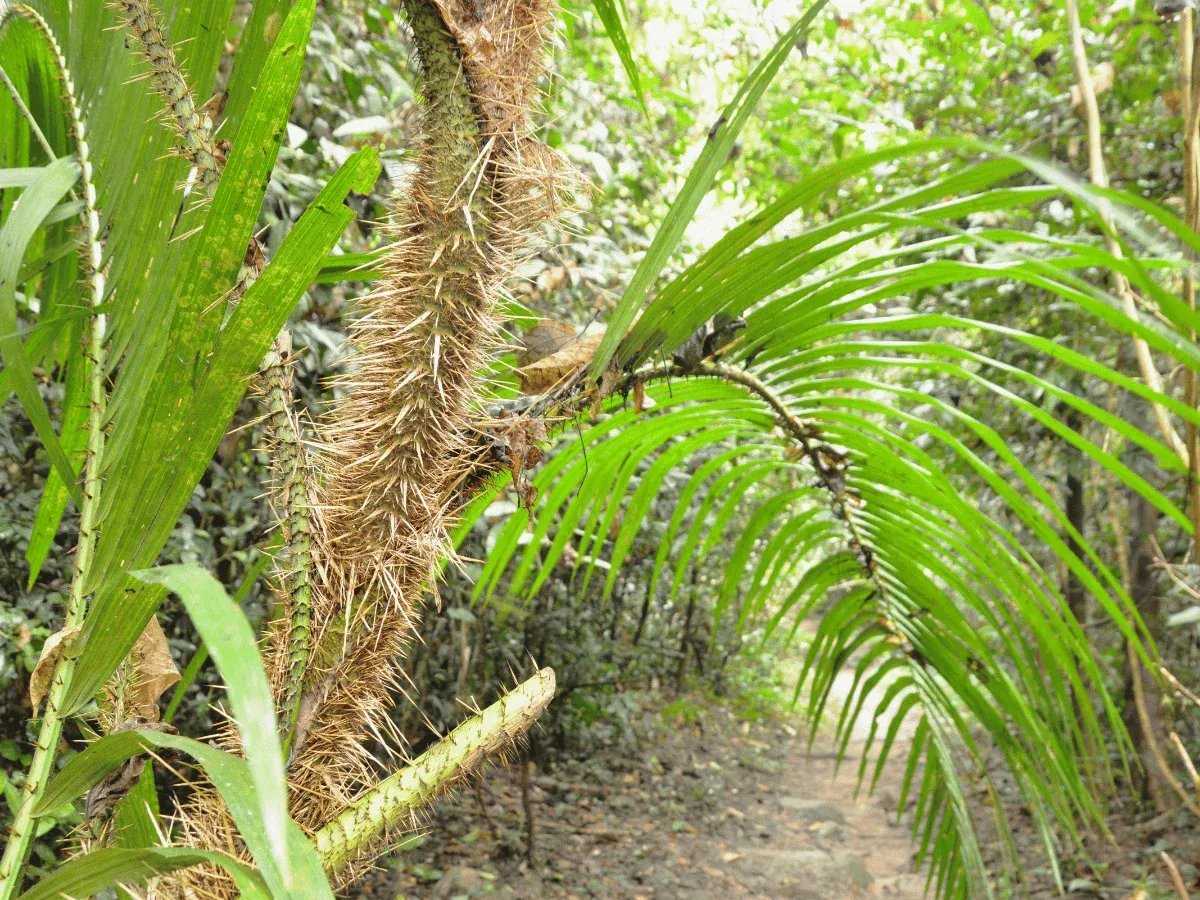 Thorny Vines - Rattan