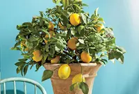 Citrus x limon 'Meyer' in the pot