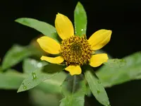 Nodding Bur-marigold