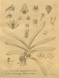 Ancistrorhynchus metteniae (Ancistrorhynchus metteniae) plant