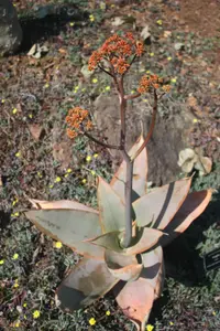 Coral aloe