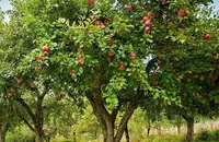 Malus domestica 'Fuji' tree