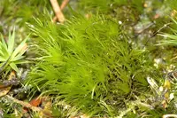 bartramia moss