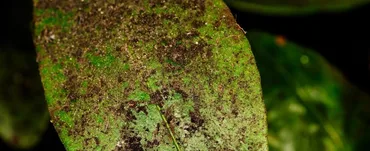Sooty Mold