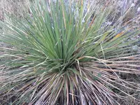 Texas sotol