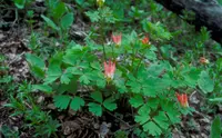 western red columbine (Aquilegia elegantula) plant