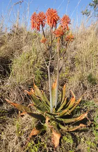 spotted aloe (Aloe greatheadii) plant