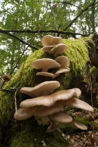 summer oyster mushroom