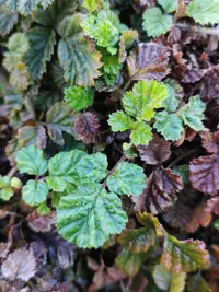 Rubus radicans (Rubus radicans) plant