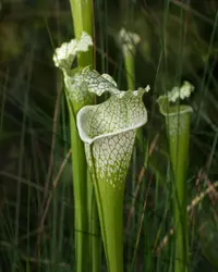 White pitcher plant (Sarracenia leucophylla) plant