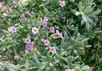 Fremont's desert-thorn (Lycium fremontii) plant