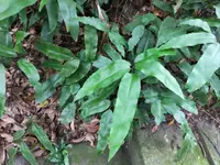 Diplazium lineolatum (Diplazium lineolatum) plant