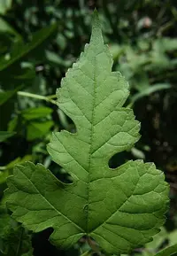 red mulberry