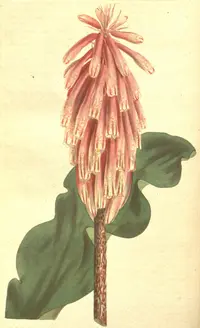 Quarobe (Veltheimia capensis) plant
