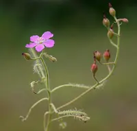 Indian Sundew