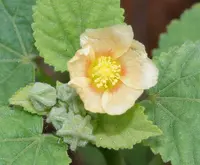 ‘ilima
