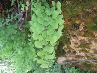 Black maidenhair fern (Adiantum capillus-veneris) plant