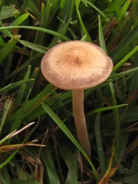 belted panaeolus (Panaeolus cinctulus) plant