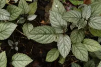 Waffle plant