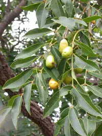 yellow mombin (Spondias mombin) plant