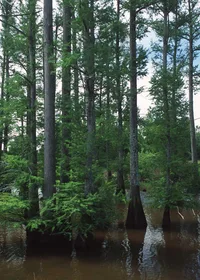 Bald cypress (Taxodium distichum) plant