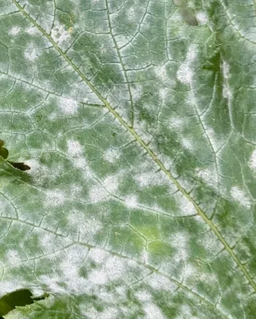 Powdery Mildew