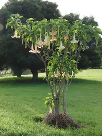 angel's-trumpet