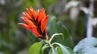 Aphelandra chamissoniana